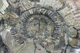 Ammonite In Septarian - Madagascar #113498-3